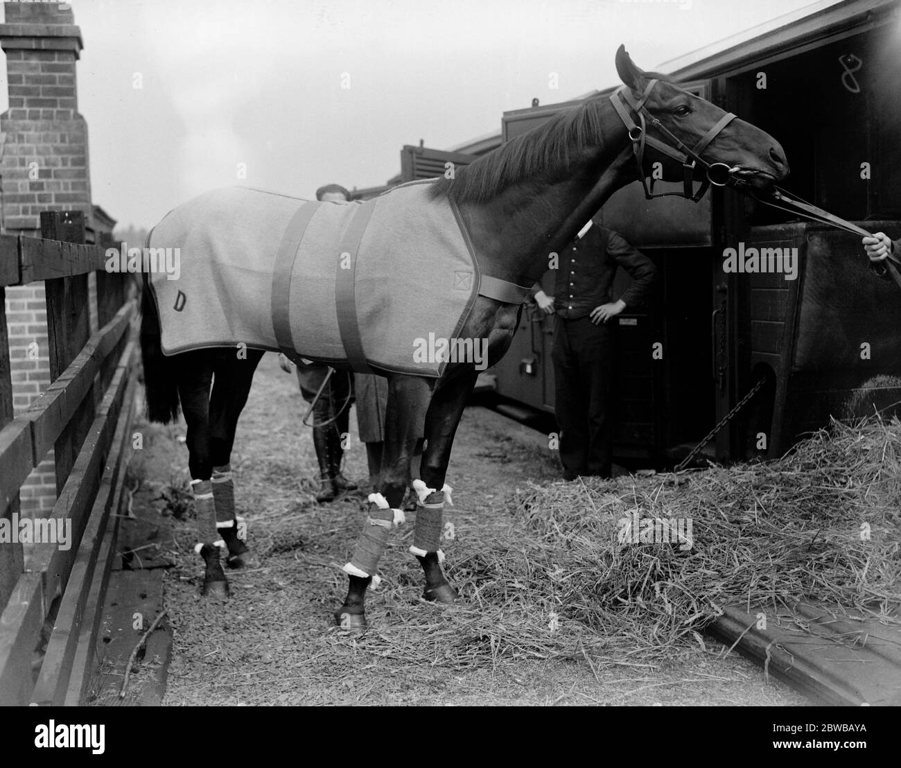 Le foglie preferite di Derby per Epsom . Trota di salmone, di proprietà dell' Aga Khan, che si radunava nella stazione di Great Shefford (Berks) per Epsom per competere nel Derby. 3 giugno 1924 Foto Stock