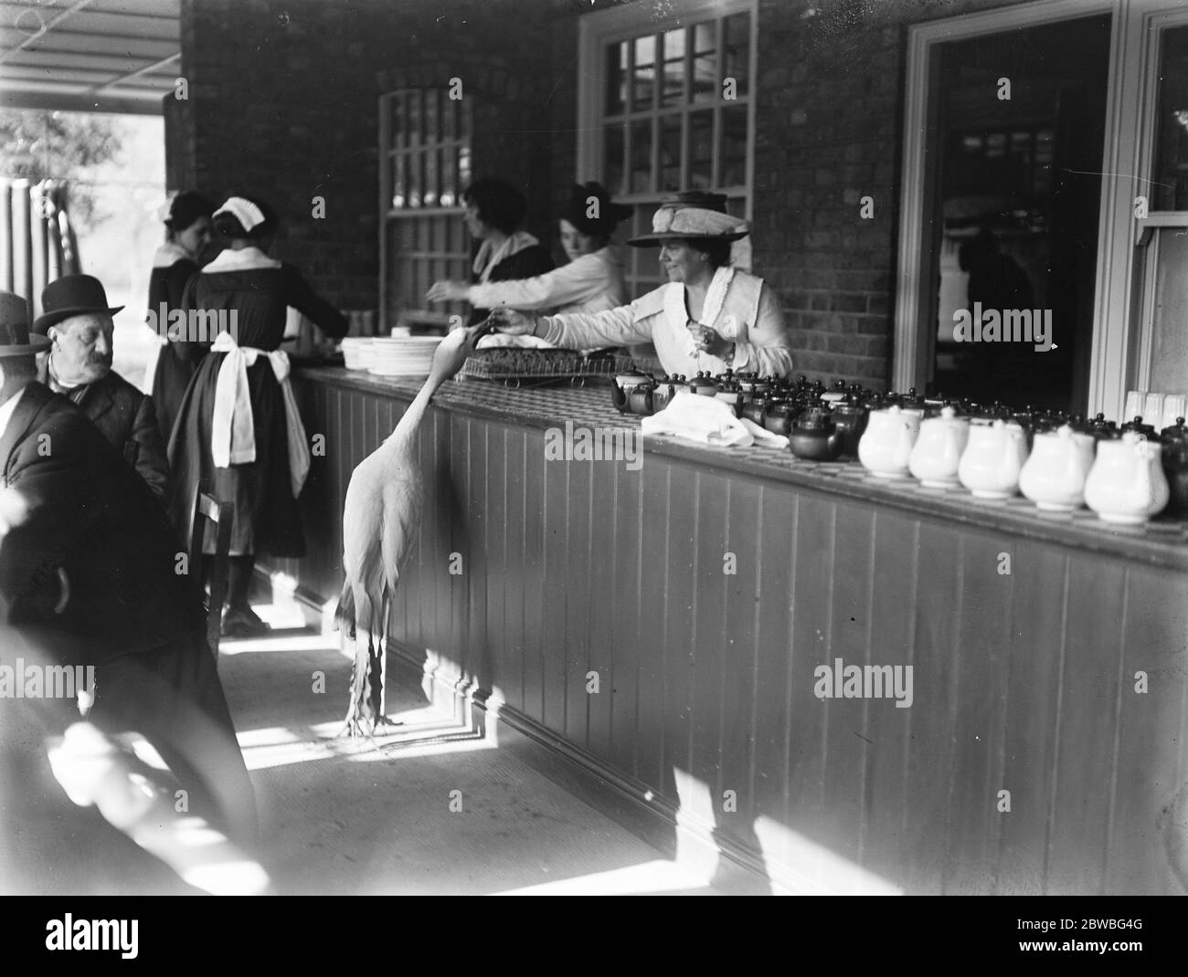 La gru blu a Kew Gardens entra nel buffet e viene alimentata sul banco . 17 ottobre 1919 Foto Stock