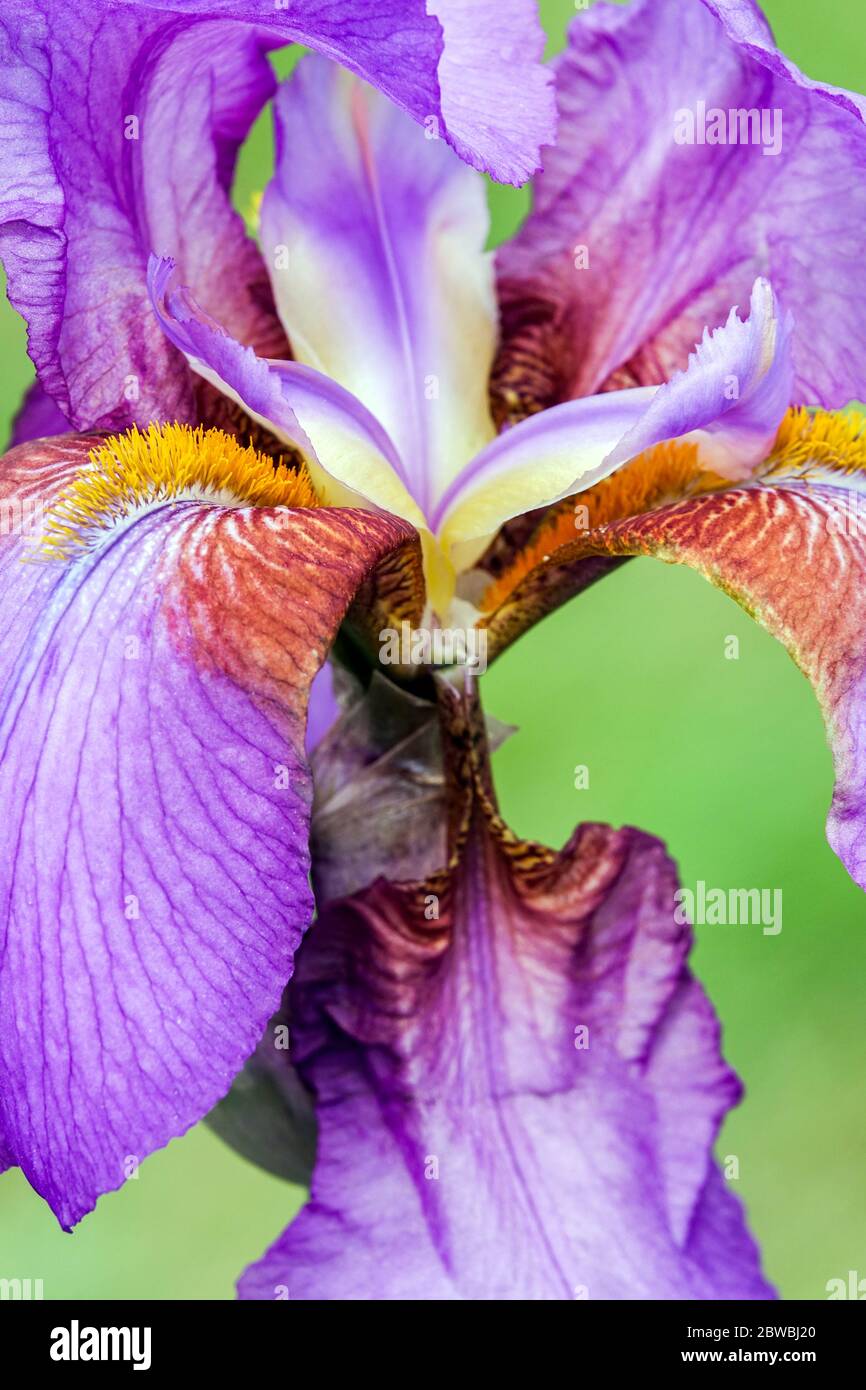 Viola Tall Bearded iris close up flower STAMENS 'Mulberry Rose' Foto Stock