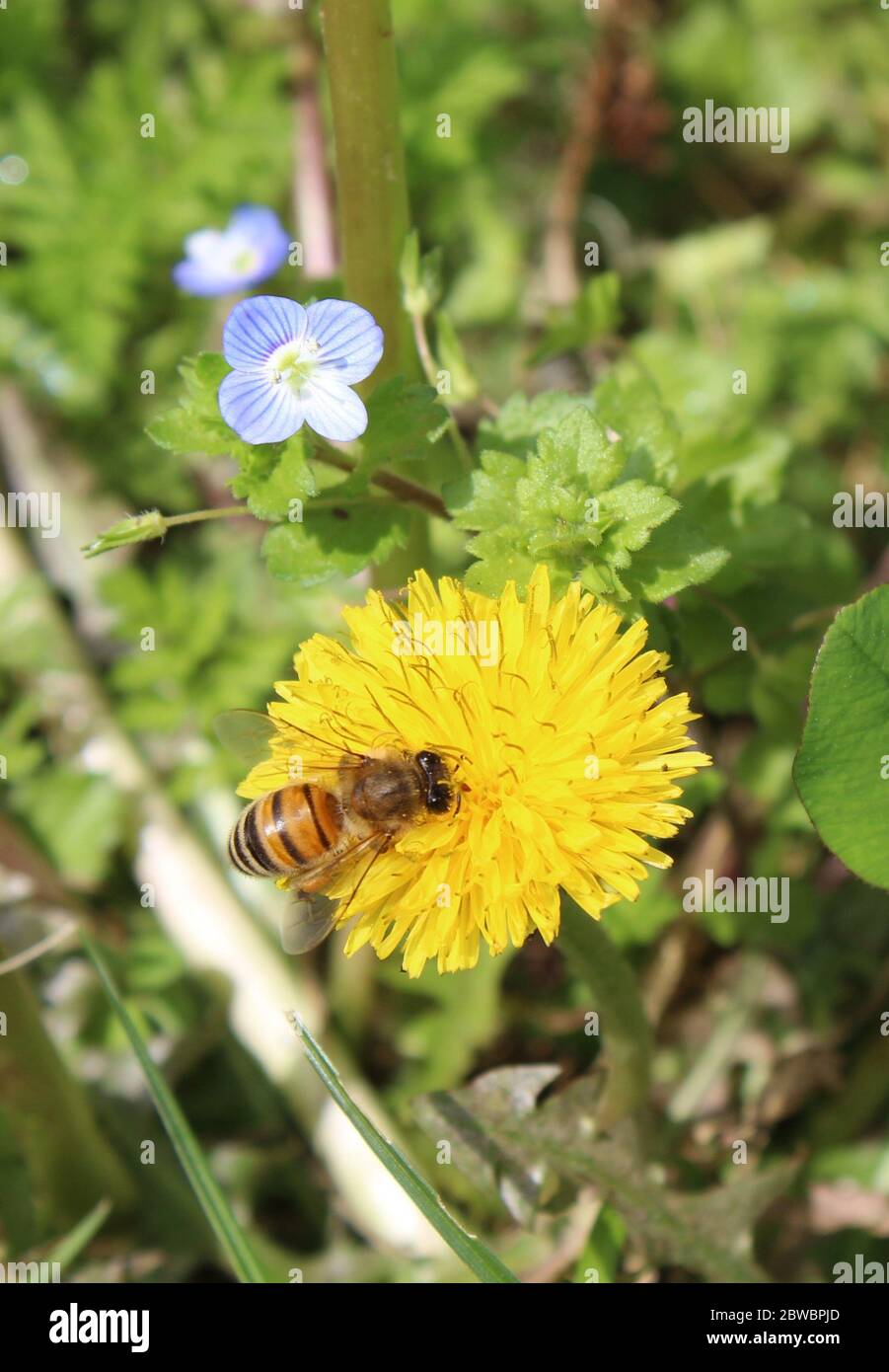 Ape su fiore Foto Stock