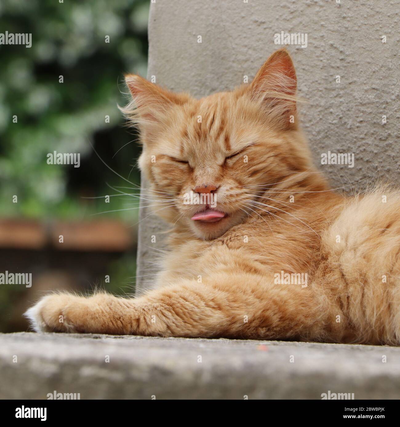 Gatto con una lingua cheeky Foto Stock