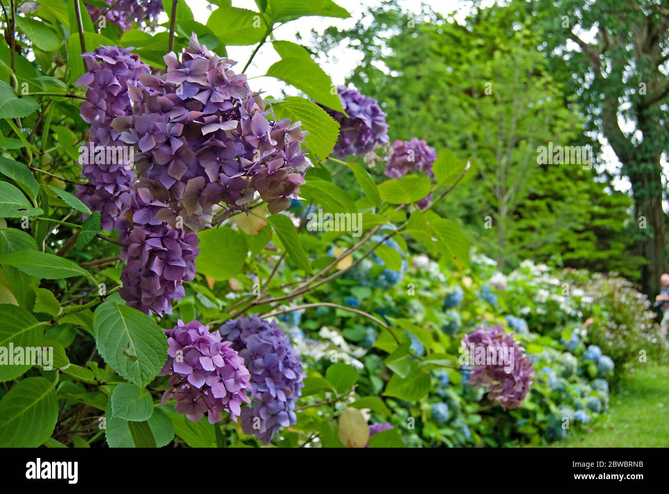 Ortensie con fiori viola, Irlanda Foto Stock