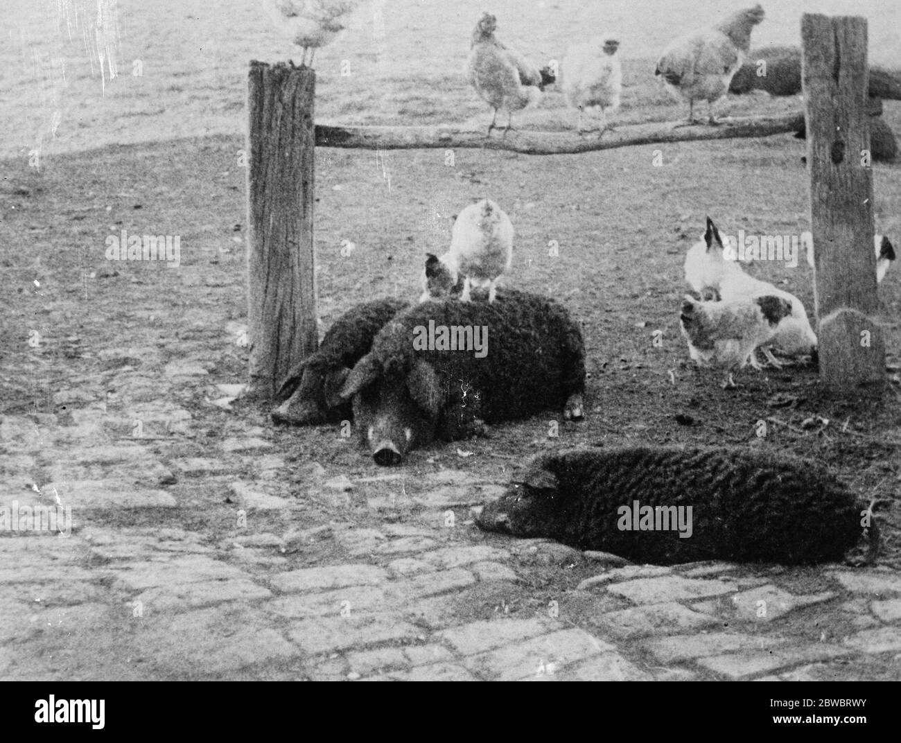 Mesokovesd, Ungheria. Intorno alla capanna di herdsmans ci sono diversi animali domestici . A giudicare dalla posizione della gallina sulla schiena del maiale, i polli e i suini devono essere amichevoli, tranne che all' ora dei pasti. Notare i capelli ricci dei maiali . 1925 Foto Stock