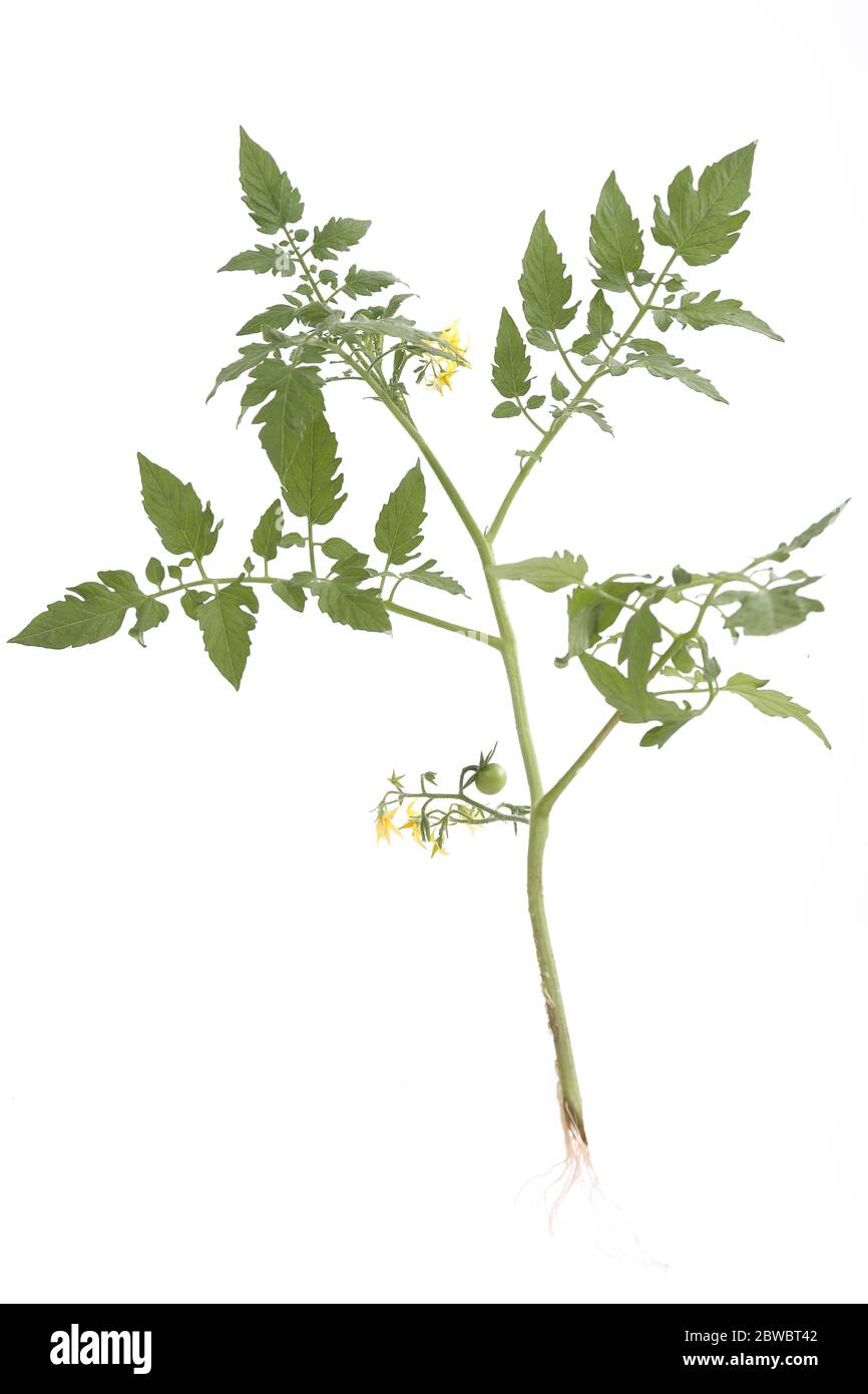 pianta di pomodoro con radici e fiori gialli e pomodoro che sta crescendo Foto Stock