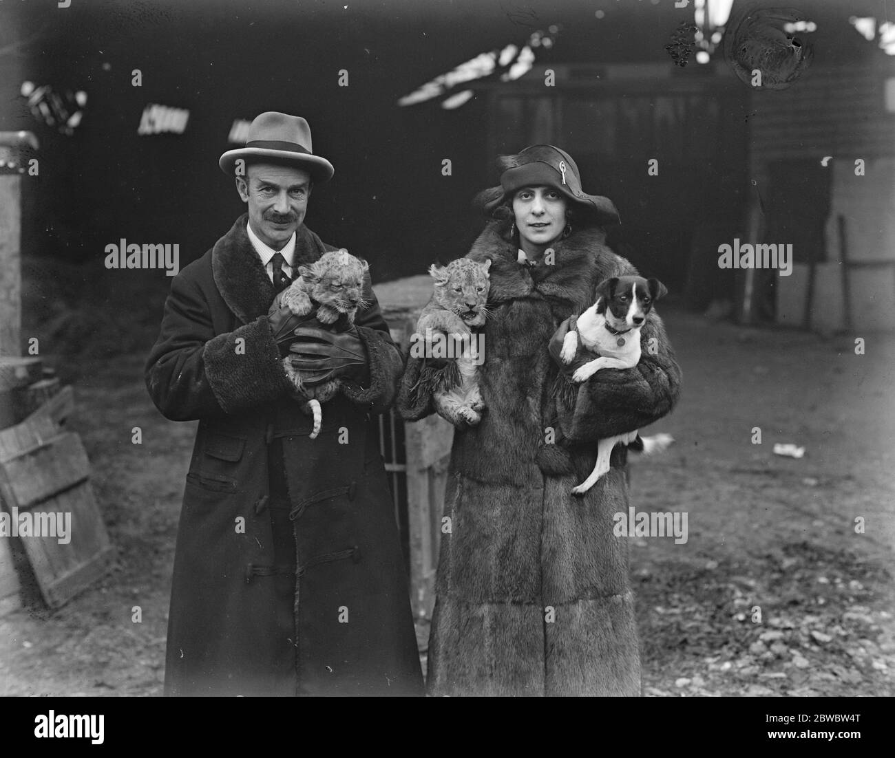 Nuovi cuccioli di leone nati nella menagerie privata del signor G Tyrwhitt Drake a Maidstone . 16 dicembre 1925 Foto Stock