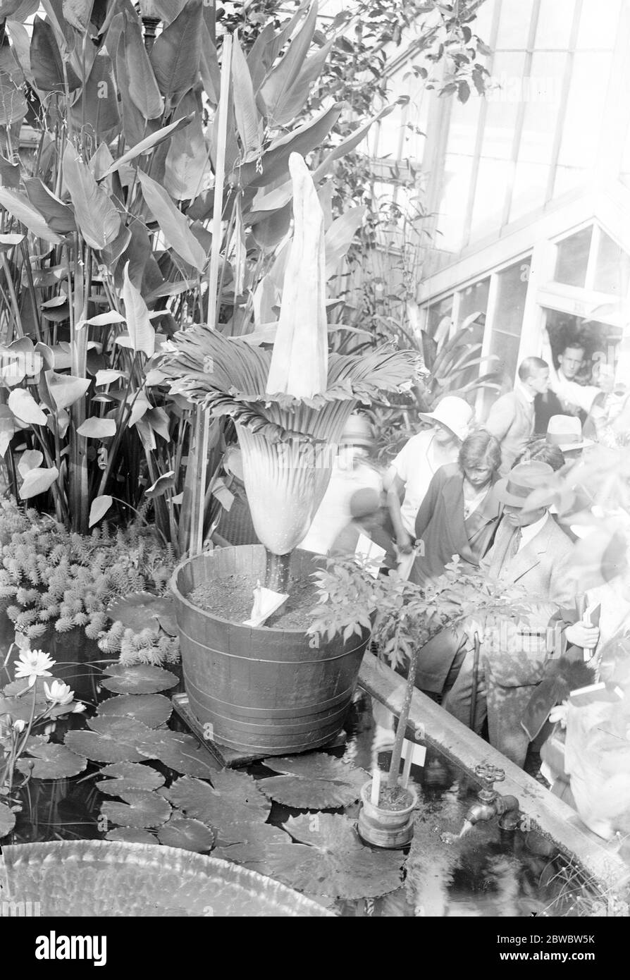 Primo fiore per 37 anni a Kew Gardens . Un giglio di arum gigante è ora da vedere in fiore a Kew Gardens per la prima volta dal 1889 . 4 agosto 1926 Foto Stock