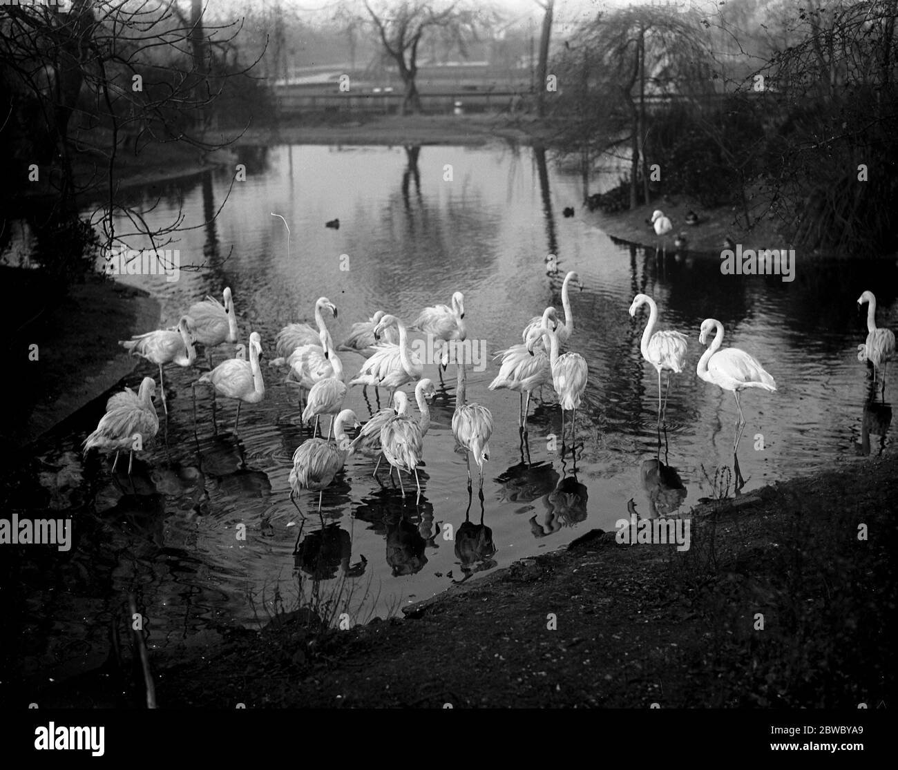 Gettando le loro ombre sulle acque . I fenicotteri si trovano in una bella scena allo Zoo di Londra . 18 novembre 1925 Foto Stock