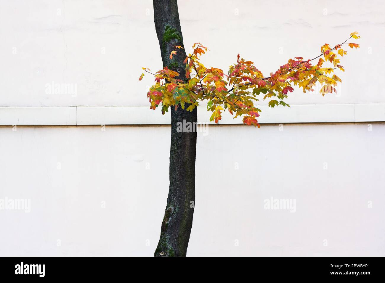 Albero di acero curvo autunnale con il singolo ramo contro una parete bianca di fondo Foto Stock