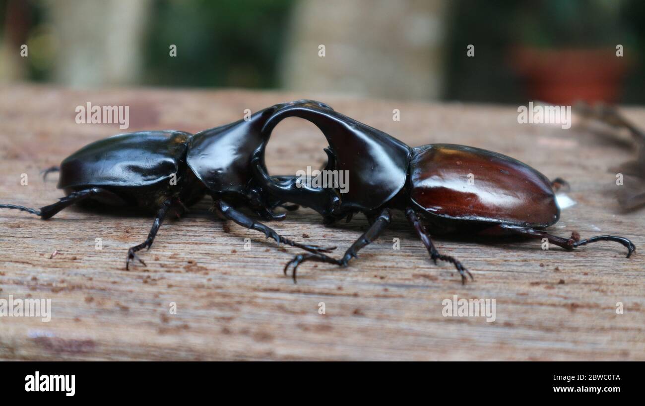 Coleotteri rossi, coleotteri neri che arrampicano sugli alberi un insetto di un ordine distinto dalle anteriori tipicamente modificate in casi di ala dura (elytra) che co Foto Stock