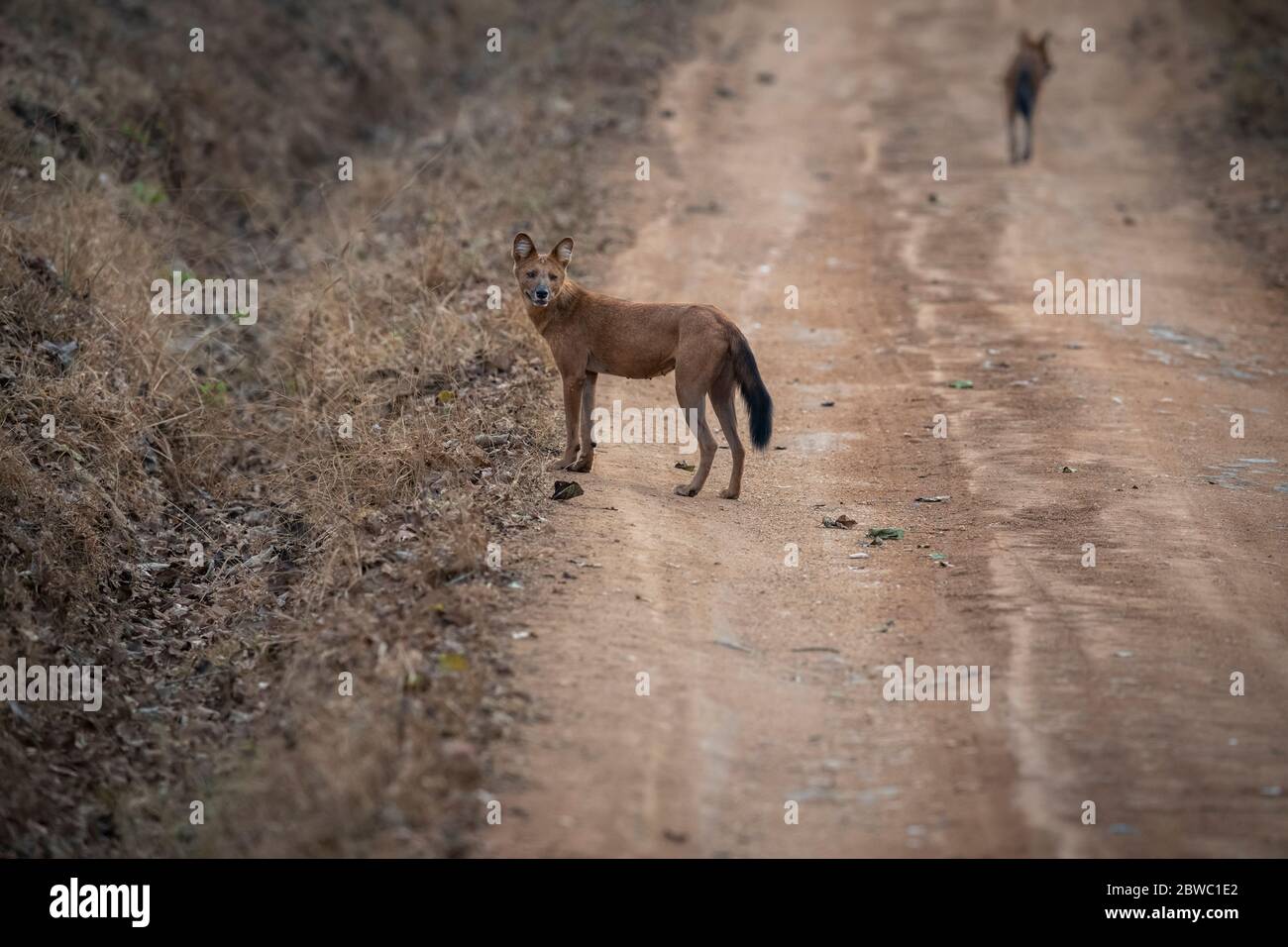 Un cane indiano selvaggio, detto Dhole, che si trova nel mezzo della pista forestale all'interno del Parco Nazionale di Nagarhole durante un safari nella fauna selvatica Foto Stock