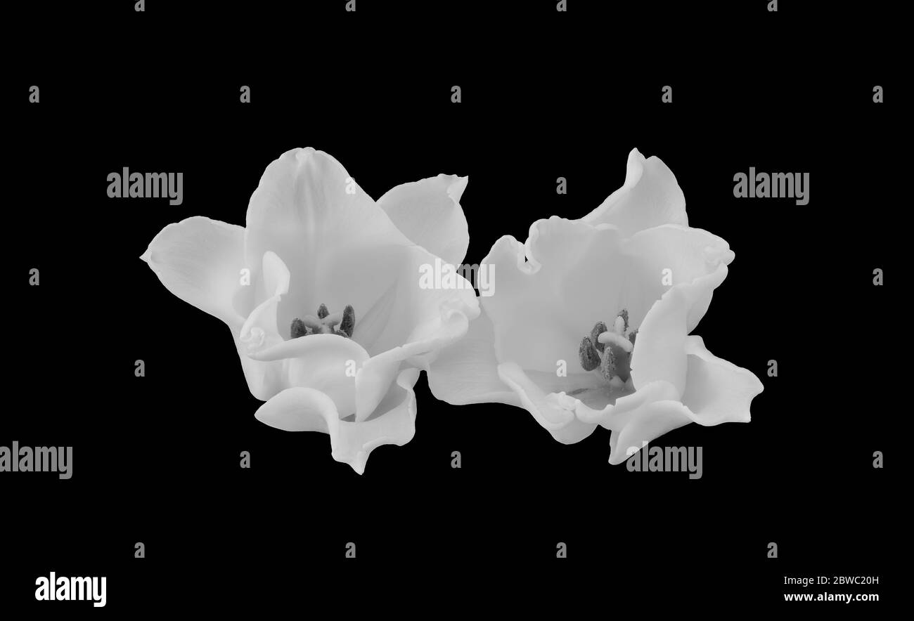 tulipano bianco isolato fiore coppia minimalista macro monocromatico su sfondo nero Foto Stock