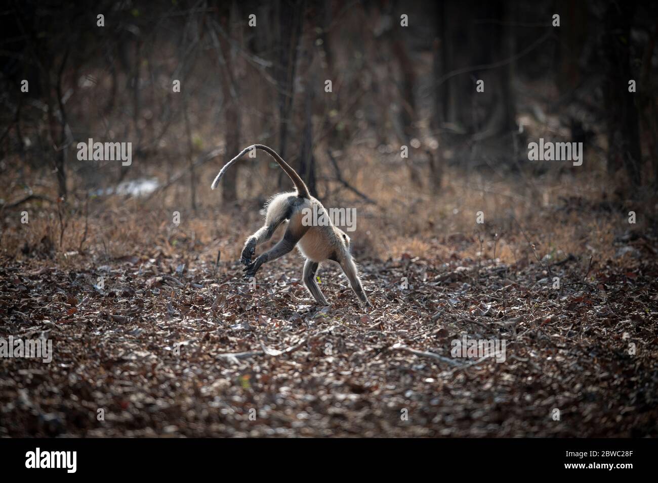 Langur grigio / langur Hanuman, una posa accattivante! Possiamo collegarci in modo più significativo l'uno con l'altro in natura! le madri si preoccupano della natura Foto Stock