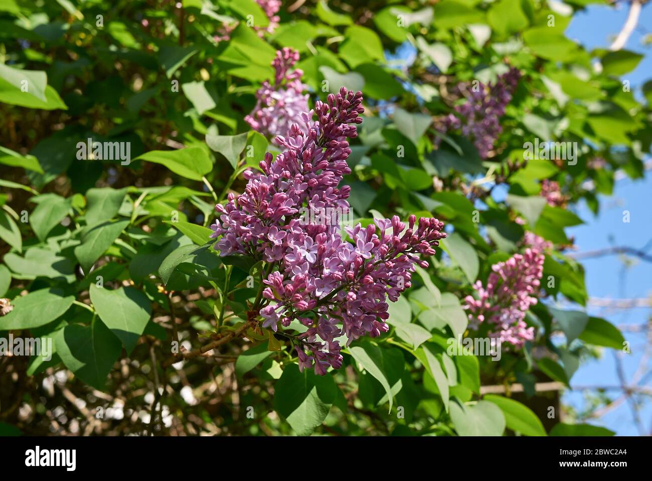 Syringa vulgaris in fiore Foto Stock