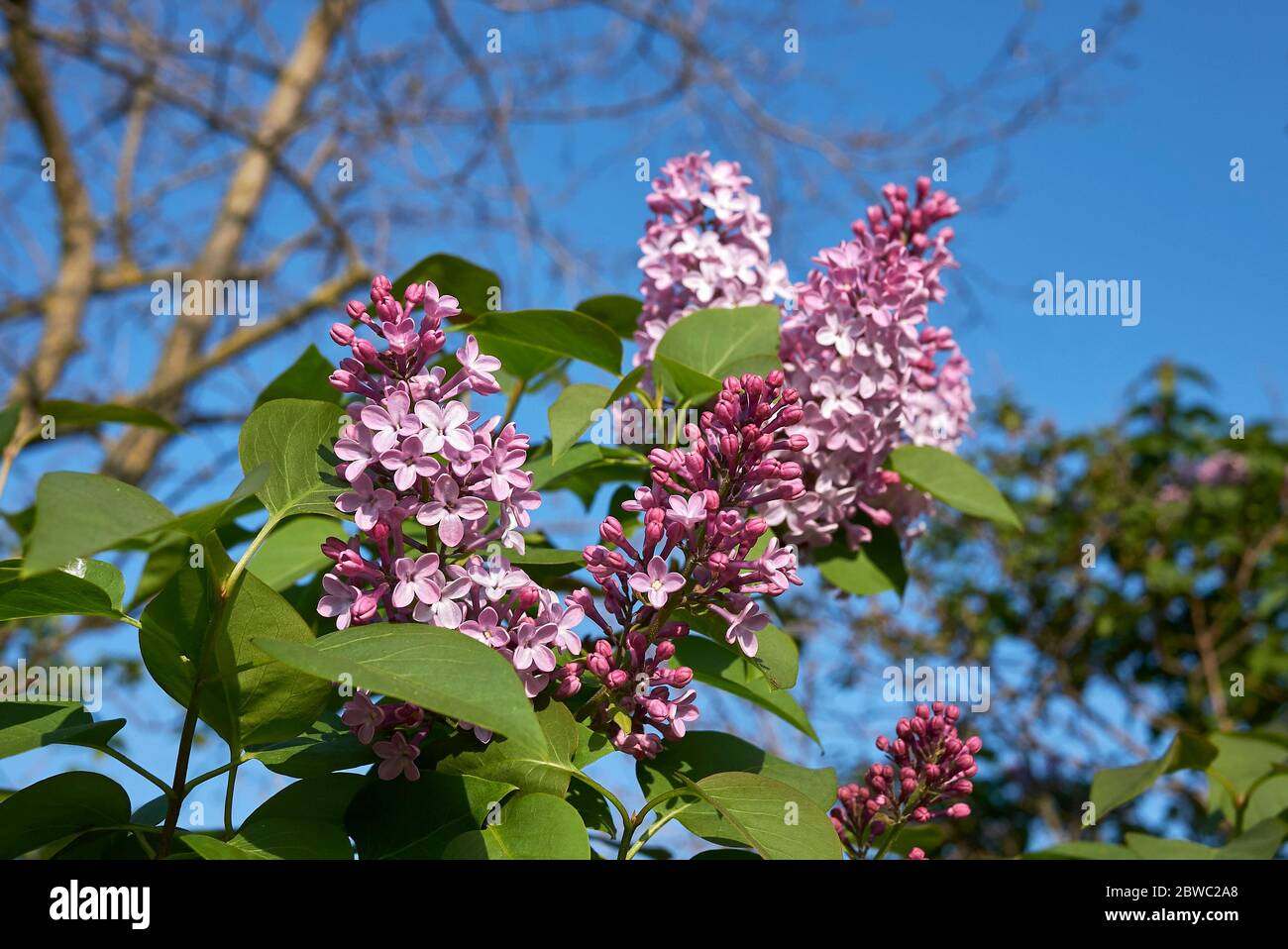 Syringa vulgaris in fiore Foto Stock
