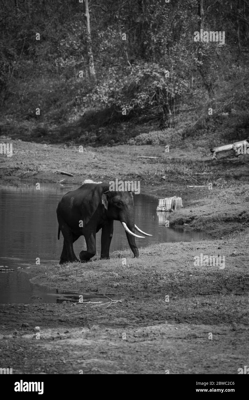 Campo degli elefanti di Balle, vagando in un elefante indiano nella foresta di Kabini. Foto Stock