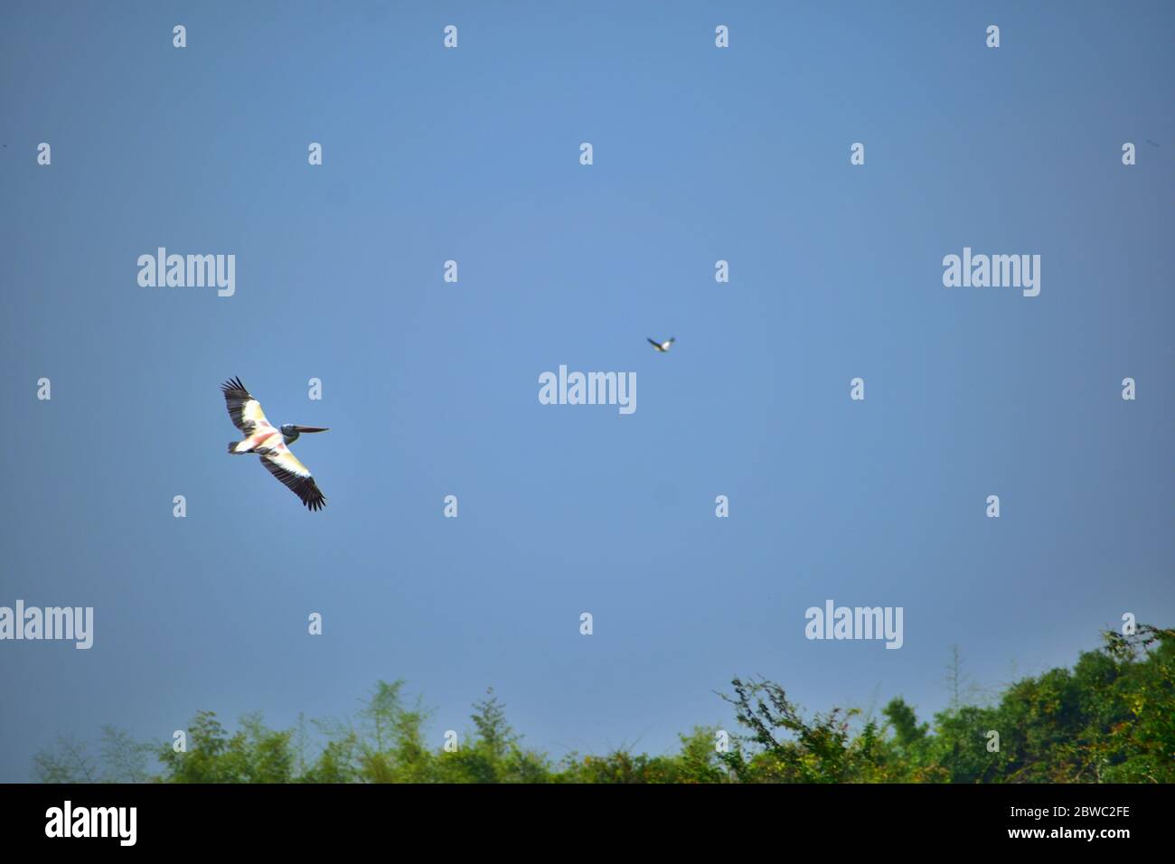 Un uccello pellicano bianco che vola alto sopra gli alberi con ampie ali aperte. Foto Stock