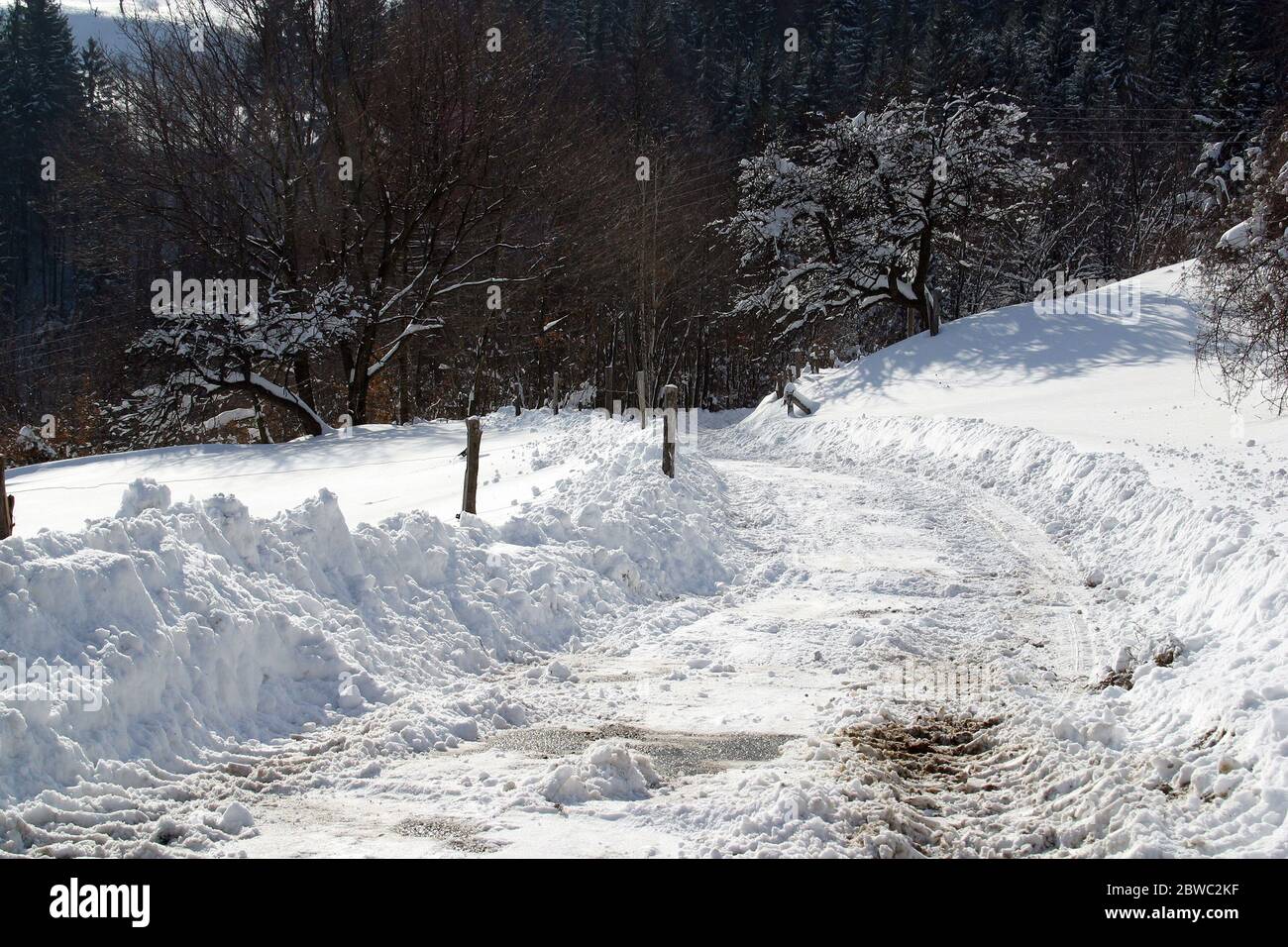 Inverno paesaggio alberi sotto la neve sulla montagna Pohorje, Slovenia Foto Stock