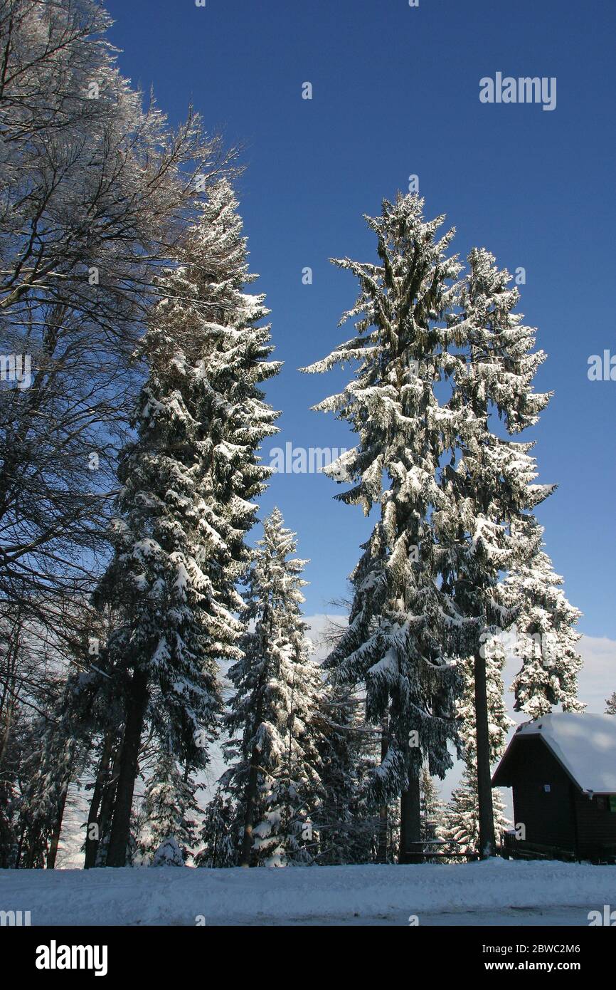 Inverno paesaggio alberi sotto la neve sulla montagna Pohorje, Slovenia Foto Stock