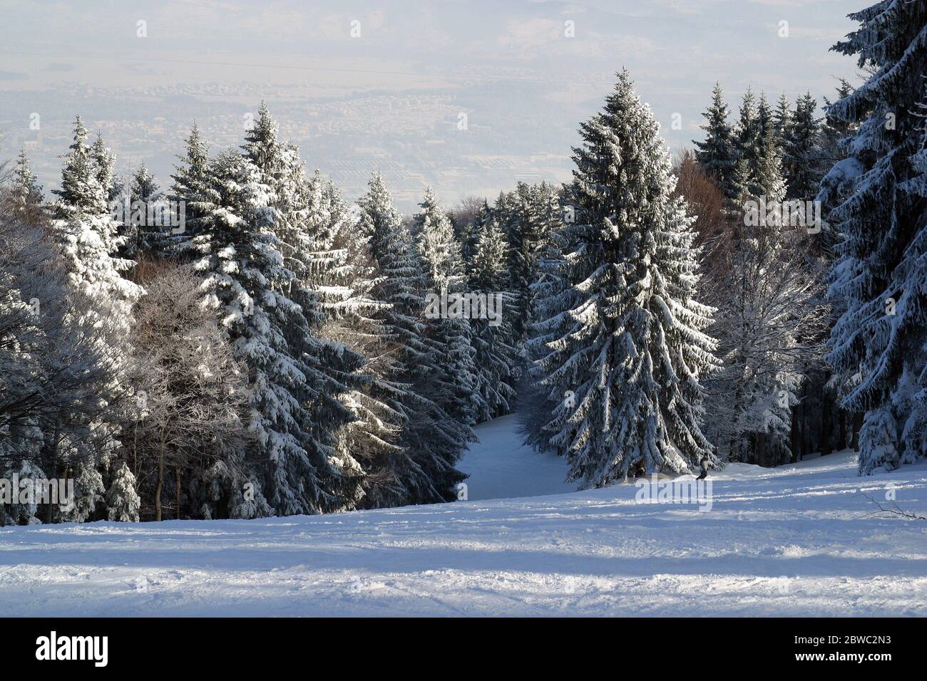 Inverno paesaggio alberi sotto la neve sulla montagna Pohorje, Slovenia Foto Stock