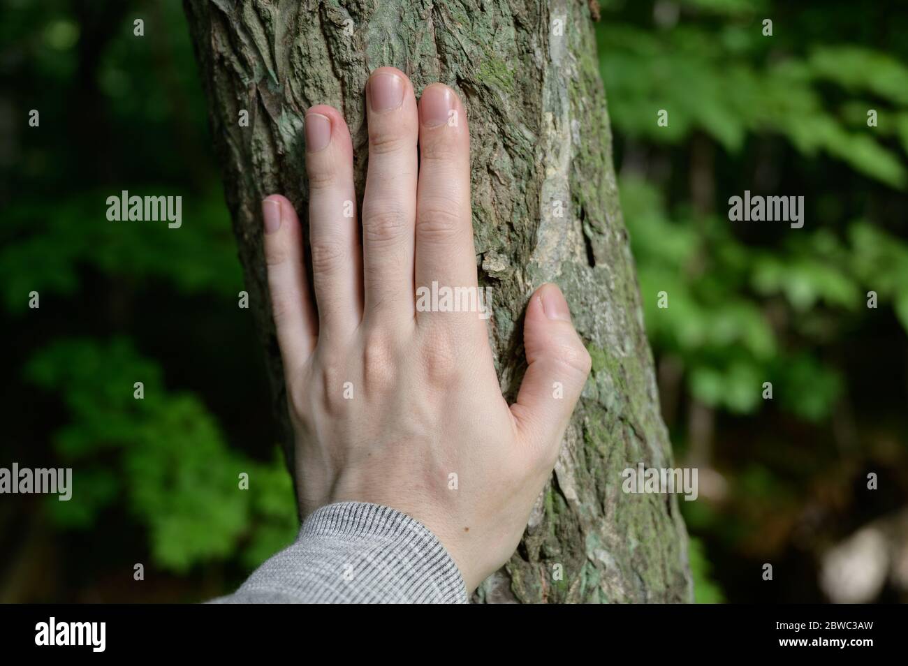 Mano del giovane uomo tocca l'albero. Messa a fuoco selettiva. Foto Stock