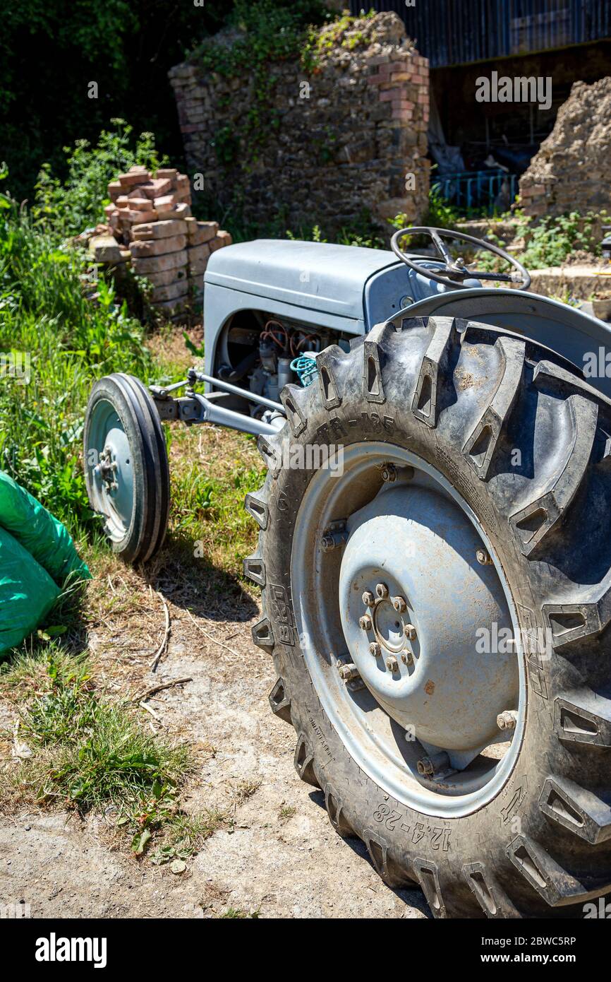 Alimentazione, senza persone, animale, bestiame, primavera, estate, bellezza nella natura, nuvola - cielo, immagine a colori, Devon, bestiame, all'aperto, fotografia, tranquillo Foto Stock