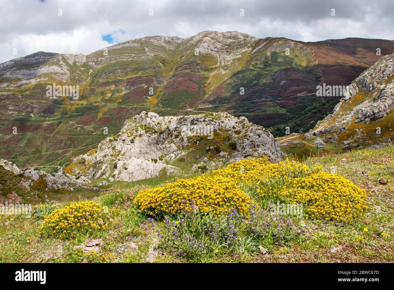 Paesaggio colorato nel parco nazionale di Somiedo. Riserva naturale nelle Asturie, nel nord della Spagna. Fiori di montagna primaverile in piena fioritura. Foto Stock