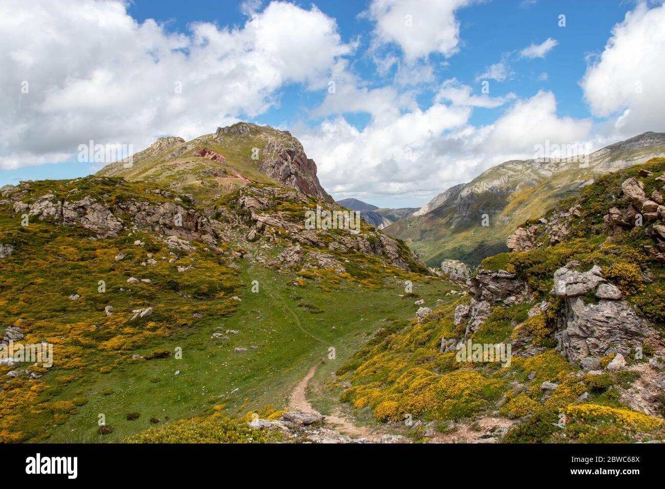 Paesaggio fiorito nel parco nazionale di Somiedo. Riserva naturale nelle Asturie, nel nord della Spagna. Fiori di montagna primaverile in piena fioritura. Foto Stock