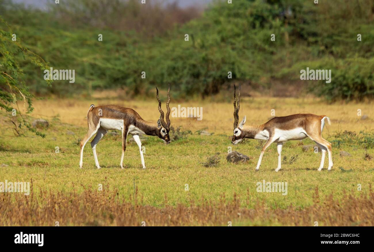 I bucks neri sono specie residenti di Gujarat, India e si trovano in molti luoghi. Questi sono trovati in grandi gruppi e facendo saltare e correre tutto il giorno. Foto Stock