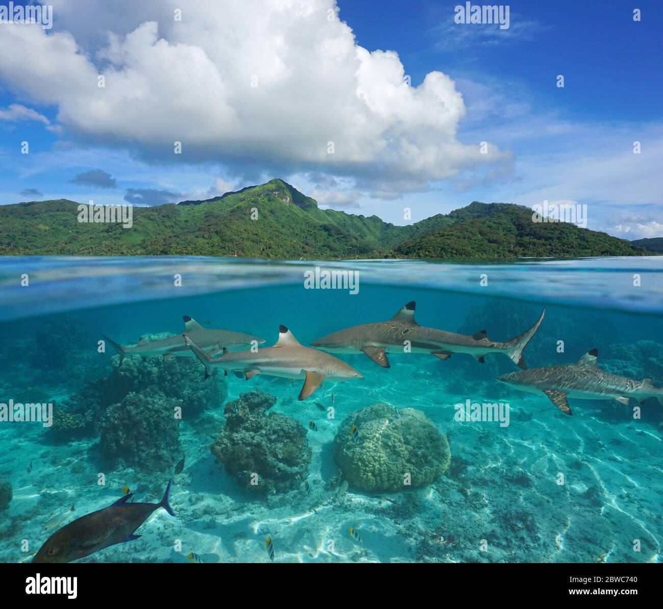 Polinesia Francese, isola tropicale con diversi squali della barriera corallina sotto l'acqua, vista divisa sopra la superficie dell'acqua, Huahine, oceano Pacifico Foto Stock
