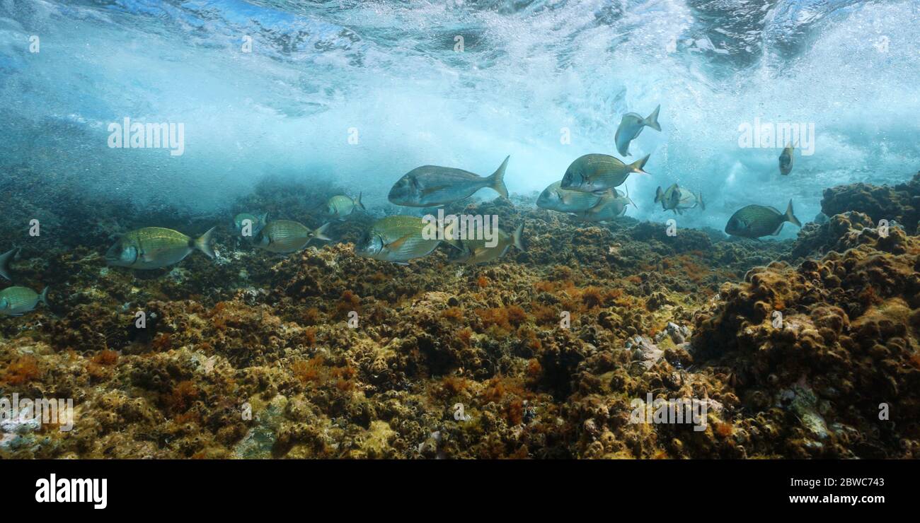 Gruppo di pesce di mare con onde che si rompono su roccia sott'acqua, Mar Mediterraneo, Francia Foto Stock