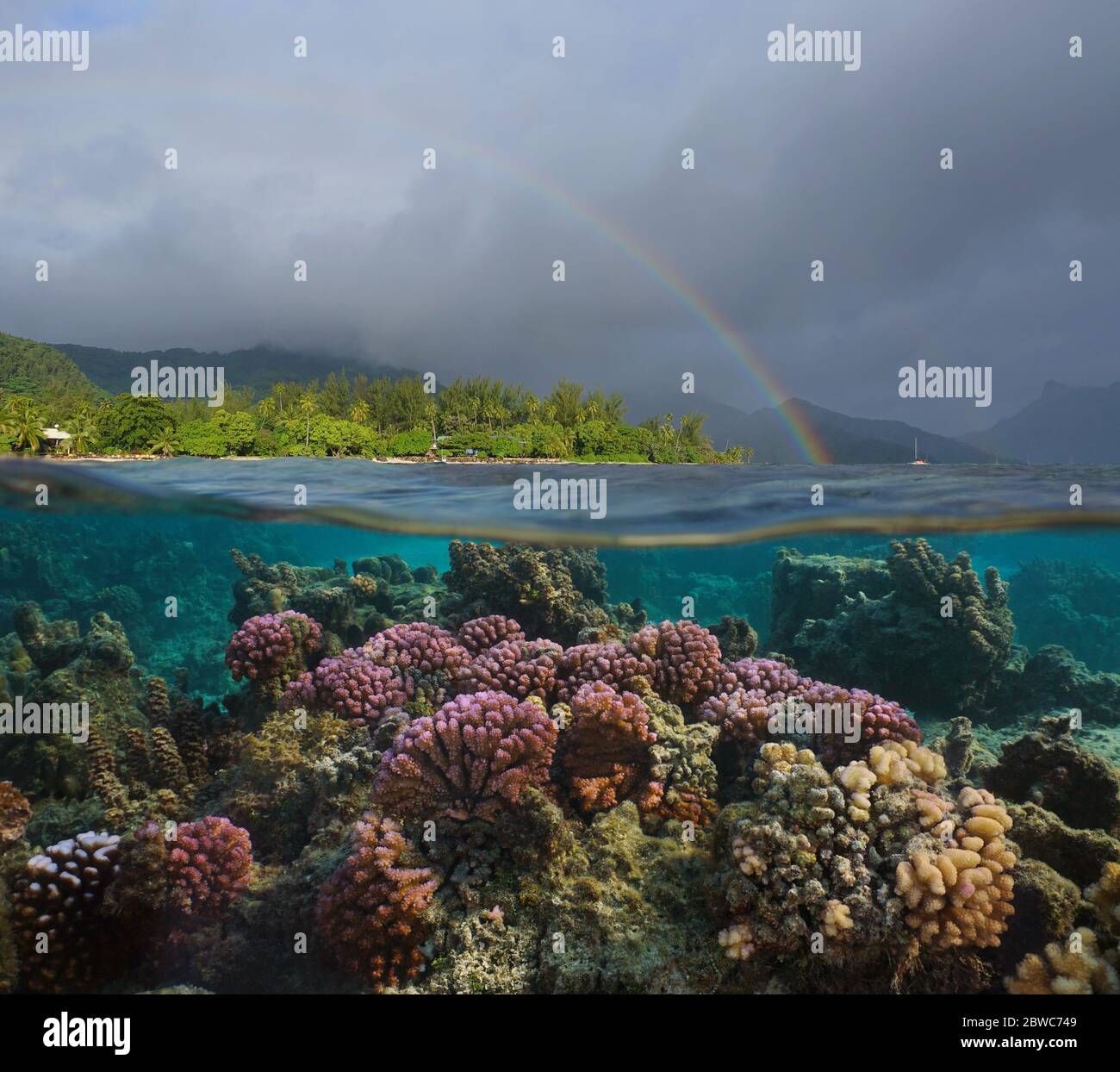 Arcobaleno nel cielo nuvoloso sulla costa tropicale e corallo colorato sott'acqua, vista split sopra l'acqua, Polinesia francese, isola di Huahine, oceano Pacifico Foto Stock