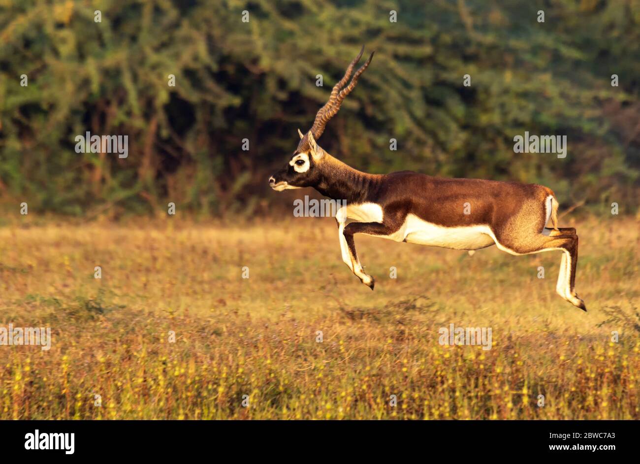 I bucks neri sono specie residenti di Gujarat, India e si trovano in molti luoghi. Questi sono trovati in grandi gruppi e facendo saltare e correre tutto il giorno. Foto Stock