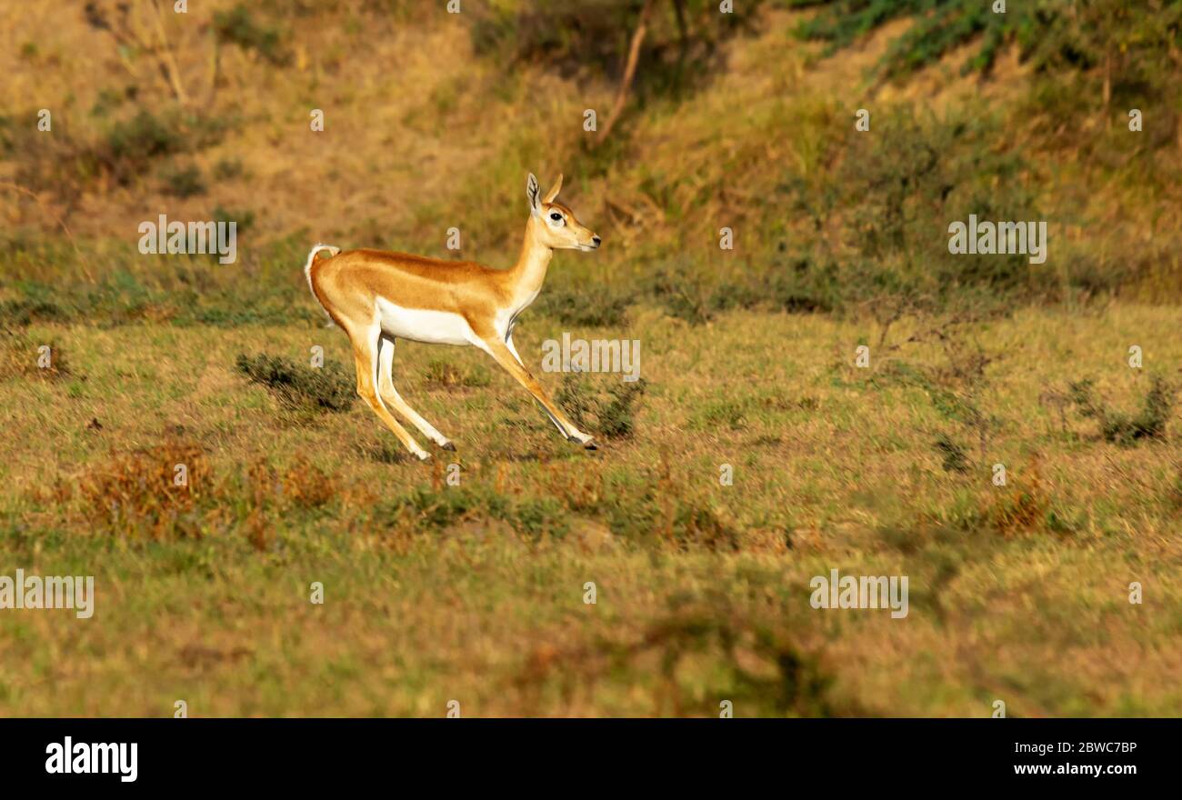 I bucks neri sono specie residenti di Gujarat, India e si trovano in molti luoghi. Questi sono trovati in grandi gruppi e facendo saltare e correre tutto il giorno. Foto Stock