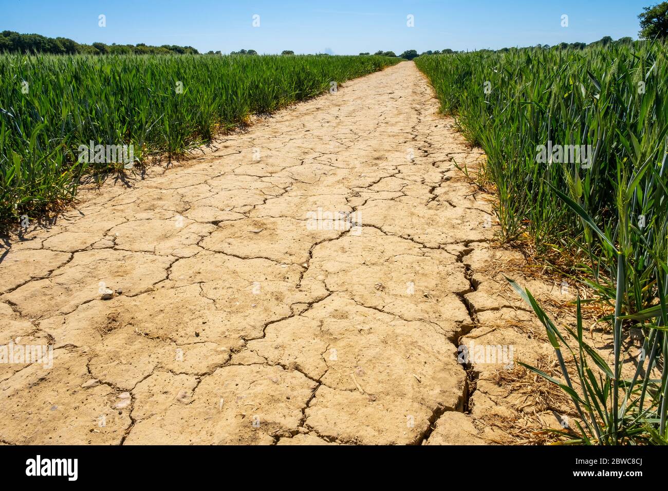 Terreno asciutto in Inghilterra Foto Stock