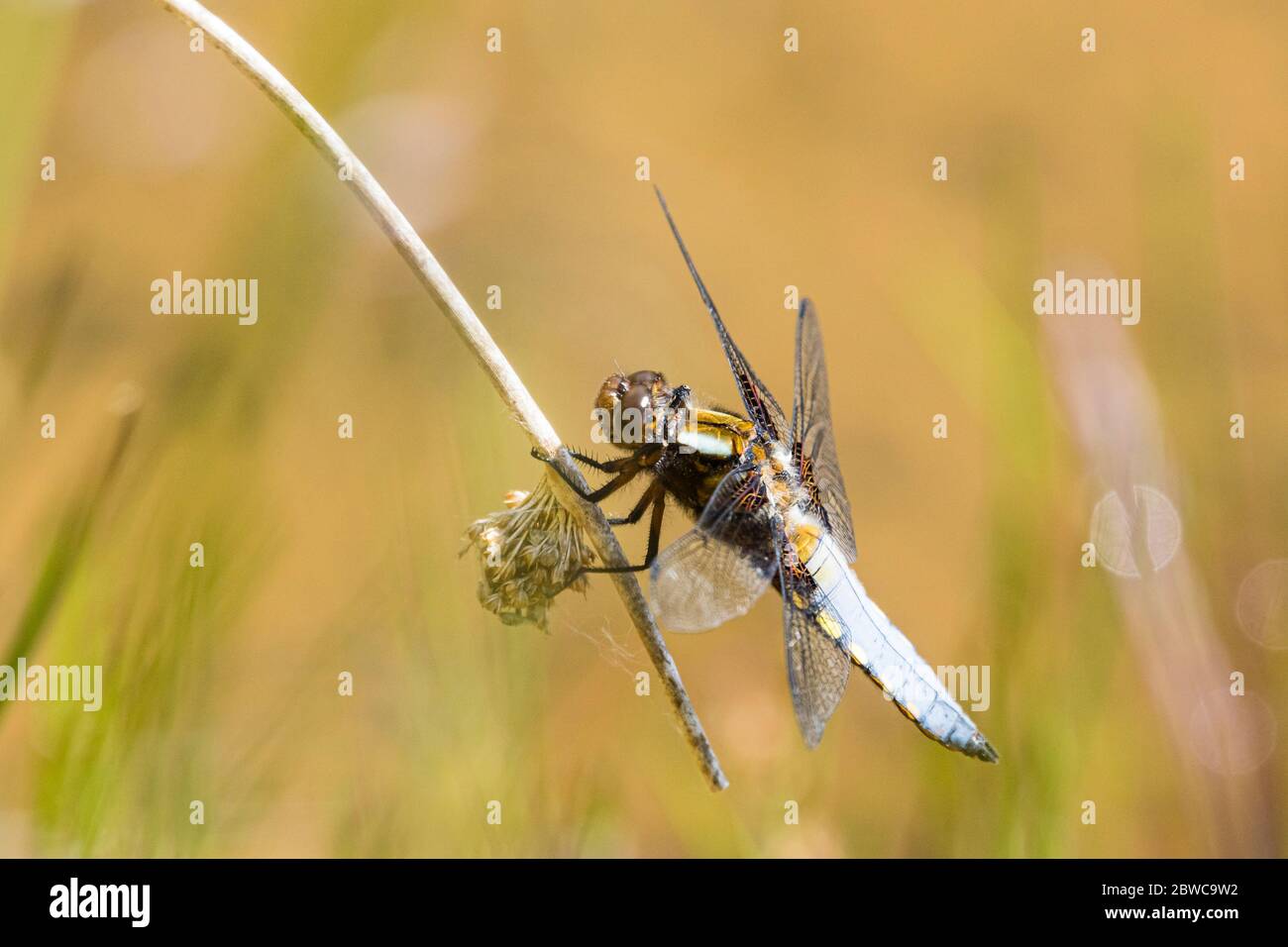 Dragonfly Chaser maschile di corpo largo a metà Galles Foto Stock