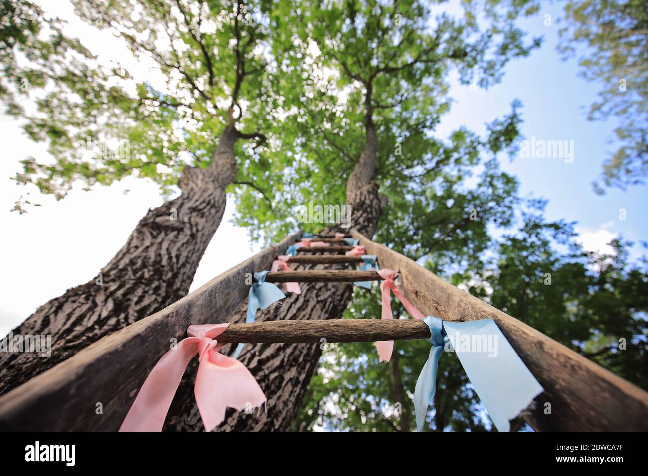Scala di legno appoggiata contro l'albero alto in estate Foto Stock