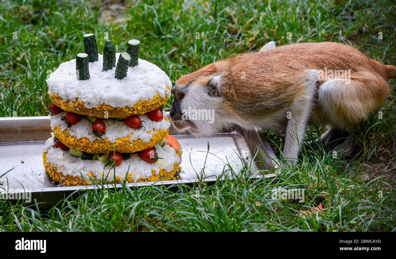 Luoyang, Cina. 29 maggio 2020. Un custode al parco wangcheng a luoyang, provincia di henan, ha trascorso tre giorni facendo dolci vacanze per piccoli animali per celebrare il 1 giugno. 1 giugno sta arrivando la giornata dei bambini, wangcheng parco zoo ha un sacco di piccoli animali, per dare ai piccoli animali una giornata speciale bambini, secondo il gusto di diversi animali, custodi ultimi tre giorni per pianificare, fatto diversi tipi di torta per piccoli animali come regali di vacanza. Credit: ZUMA Press, Inc./Alamy Live News Foto Stock