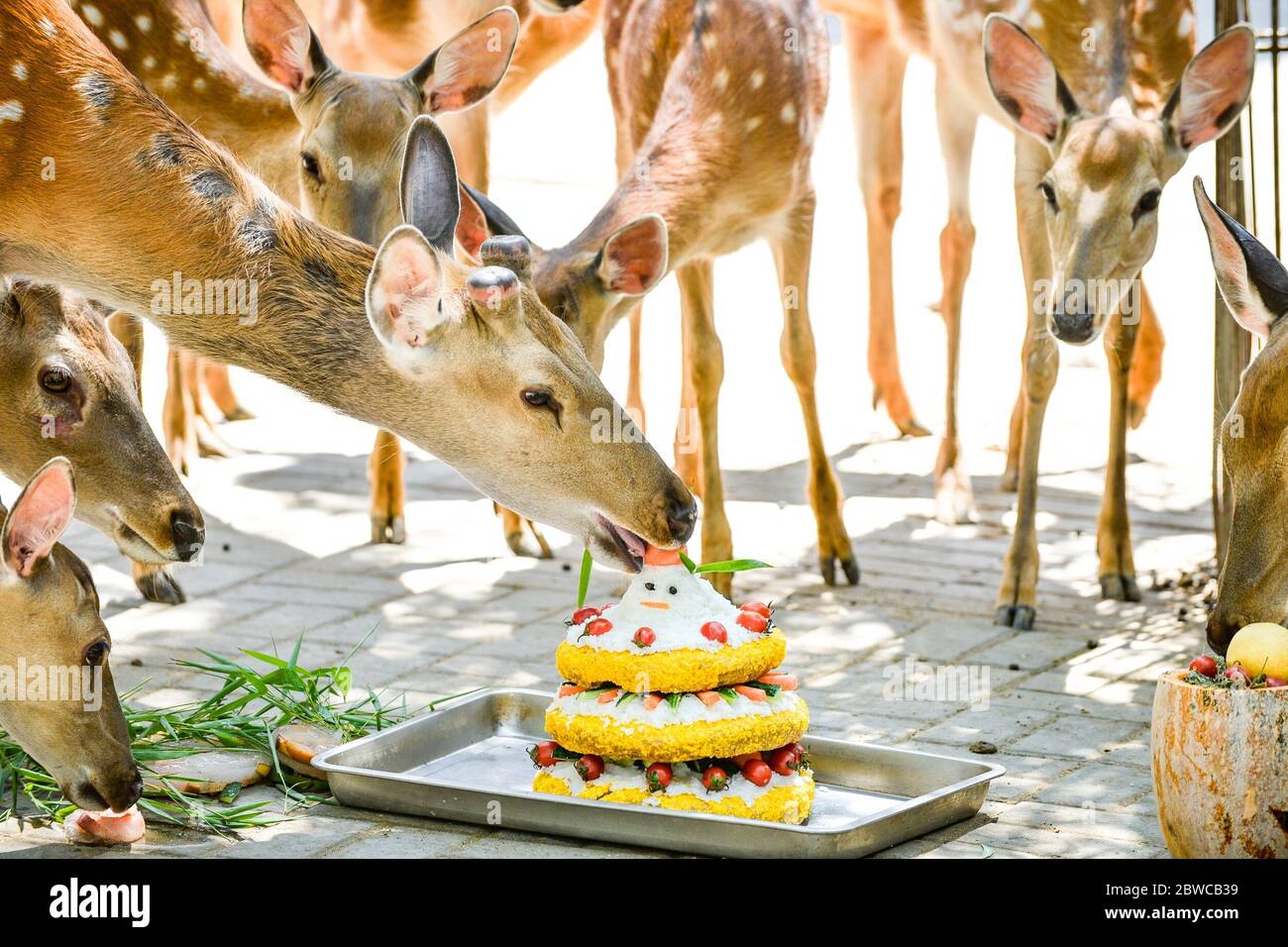 Luoyang, Cina. 29 maggio 2020. Un custode al parco wangcheng a luoyang, provincia di henan, ha trascorso tre giorni facendo dolci vacanze per piccoli animali per celebrare il 1 giugno. 1 giugno sta arrivando la giornata dei bambini, wangcheng parco zoo ha un sacco di piccoli animali, per dare ai piccoli animali una giornata speciale bambini, secondo il gusto di diversi animali, custodi ultimi tre giorni per pianificare, fatto diversi tipi di torta per piccoli animali come regali di vacanza. Credit: ZUMA Press, Inc./Alamy Live News Foto Stock