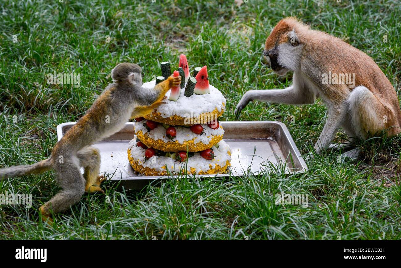 Luoyang, Cina. 29 maggio 2020. Un custode al parco wangcheng a luoyang, provincia di henan, ha trascorso tre giorni facendo dolci vacanze per piccoli animali per celebrare il 1 giugno. 1 giugno sta arrivando la giornata dei bambini, wangcheng parco zoo ha un sacco di piccoli animali, per dare ai piccoli animali una giornata speciale bambini, secondo il gusto di diversi animali, custodi ultimi tre giorni per pianificare, fatto diversi tipi di torta per piccoli animali come regali di vacanza. Credit: ZUMA Press, Inc./Alamy Live News Foto Stock