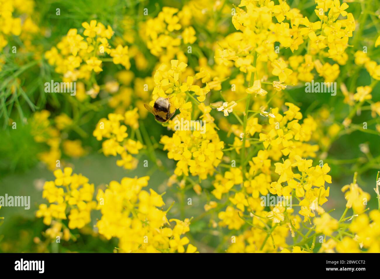 La paglia di bedgyrd è reale. Sfondo di fiori gialli con fuoco selettivo. Ape seduta su un fiore Foto Stock