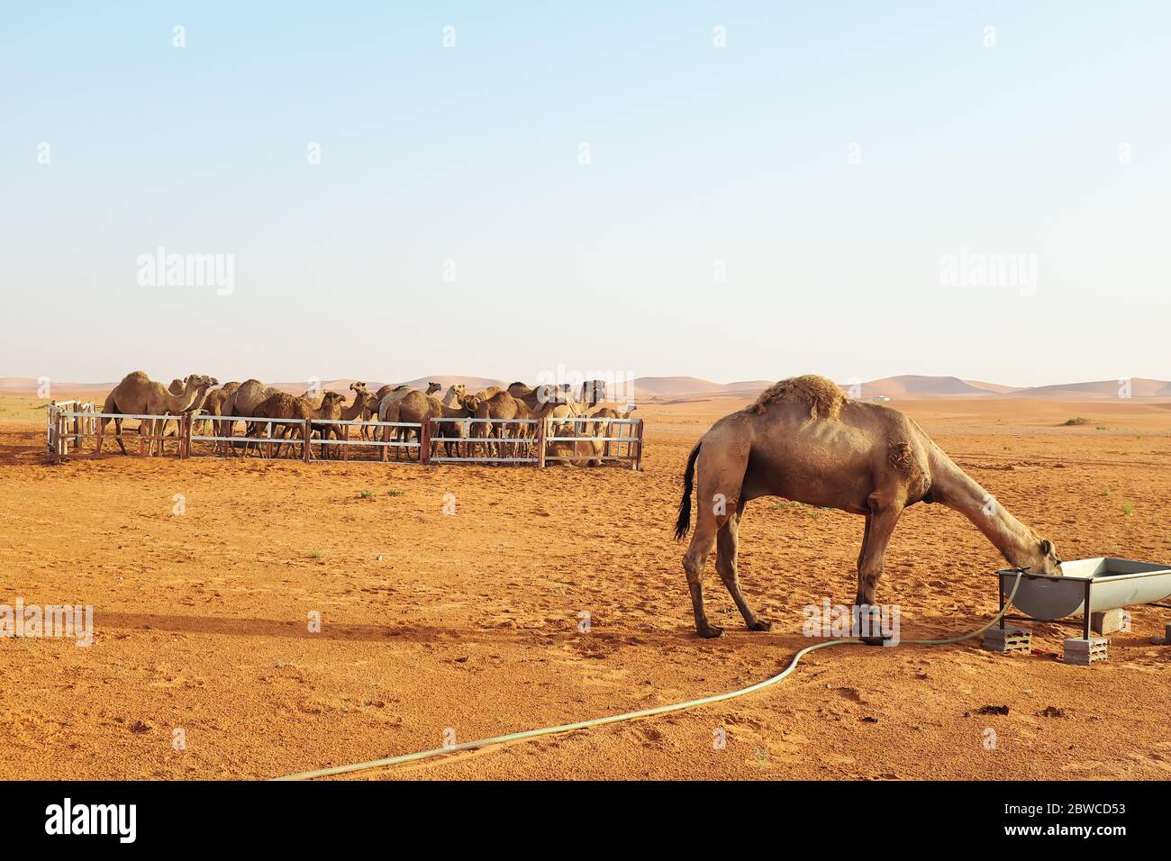 Cammelli dromedari all'interno di una penna con un'acqua potabile nel deserto di Riyadh, Arabia Saudita. Deserto al Dahna, Riyadh Foto Stock