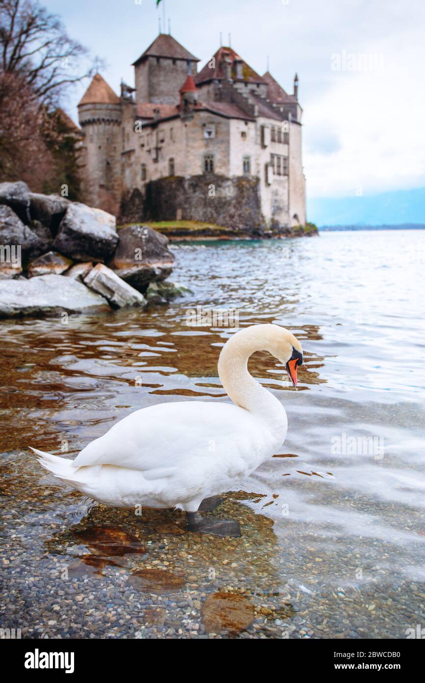 Swan contro il castello di Chillon Foto Stock
