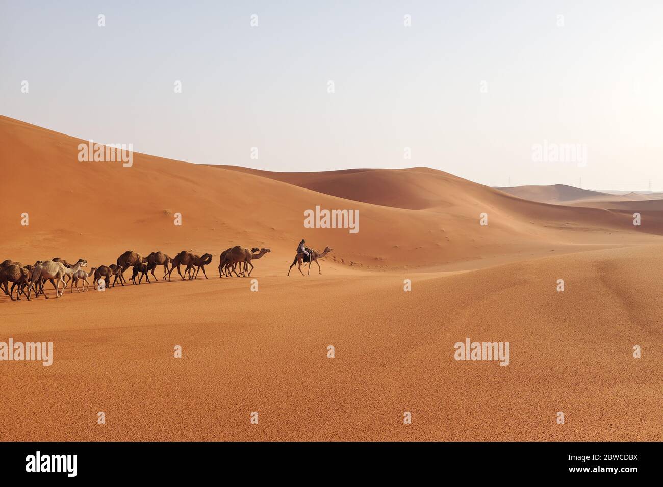 Un uomo che guida un gregge di cammelli arabi che attraversano le dune di sabbia del deserto di Riyadh, Arabia Saudita. Deserto al Dahna, Riyadh Foto Stock
