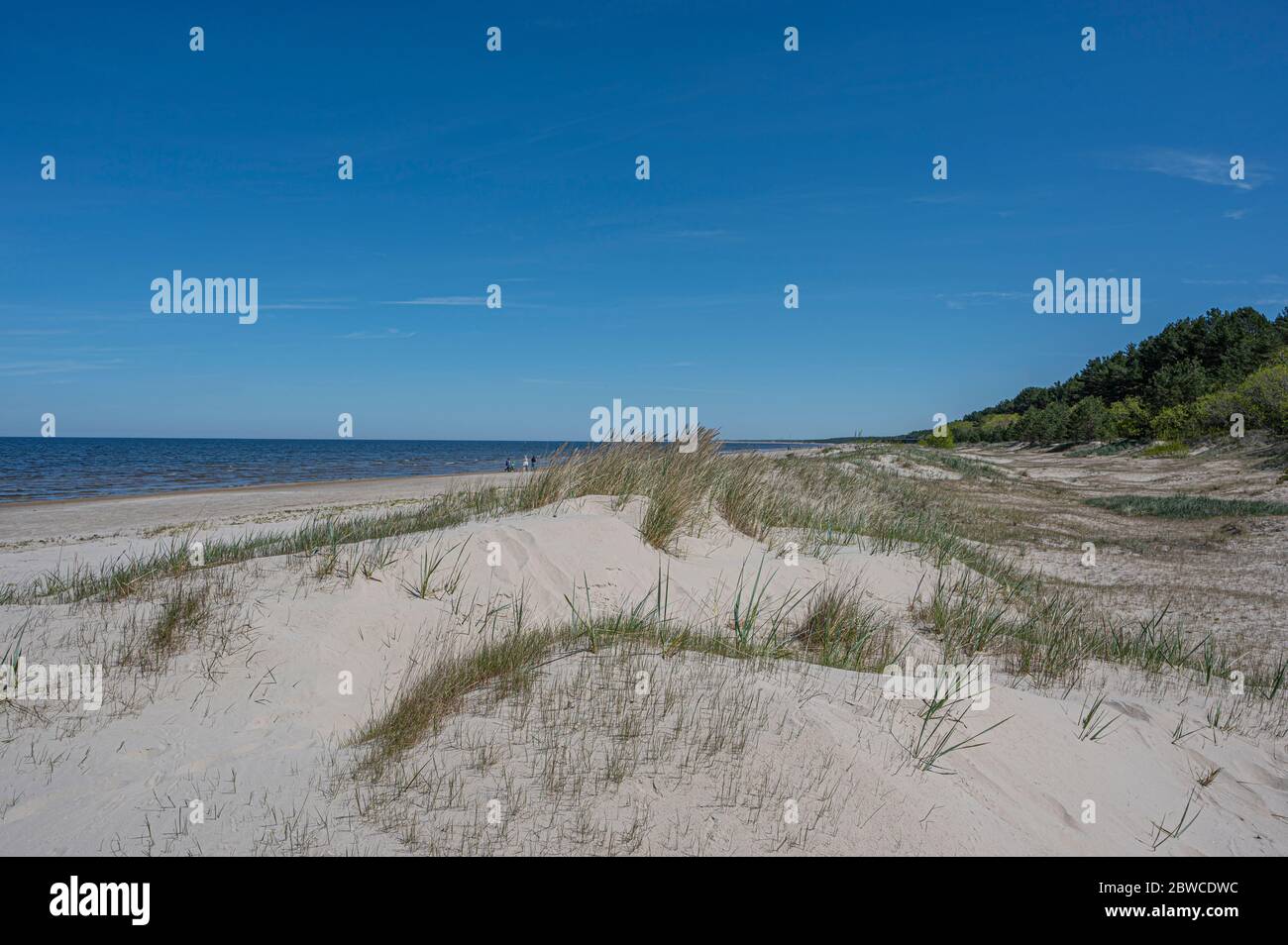 La Duna Bianca e il Baltico vedono in primavera a Jurmala, Lettonia. Spiaggia con sabbia bianca e mare blu/oceano. Spiaggia con pineta e erba verde Foto Stock