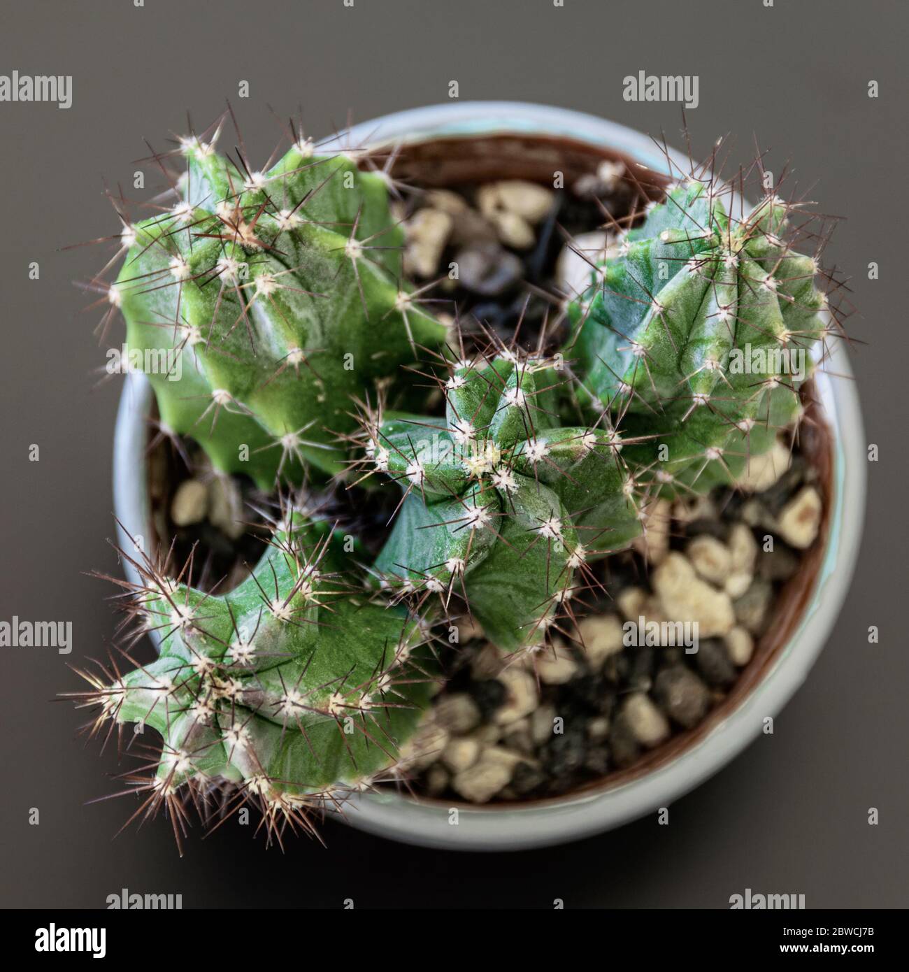 Vista ravvicinata dall'alto di una pianta di cactus su un vassoio scuro dettaglio di pianta domestica di Pretty. Foto Stock