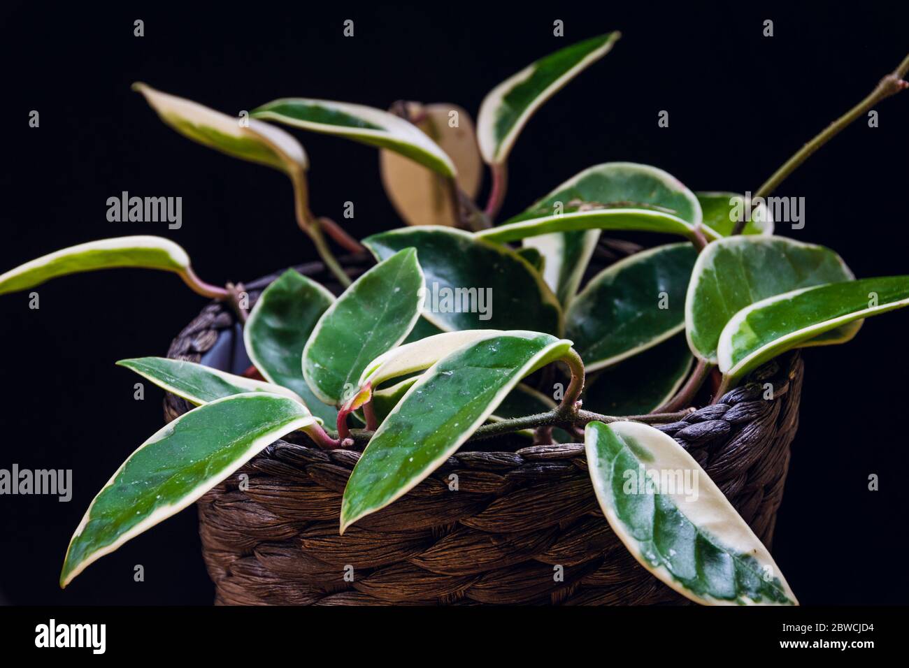 Hoya carnosa variegata "Krimson Queen" con foglie variegate su sfondo nero. Esotico dettaglio di piante casalinghe alla moda con una notevole varietà. Foto Stock