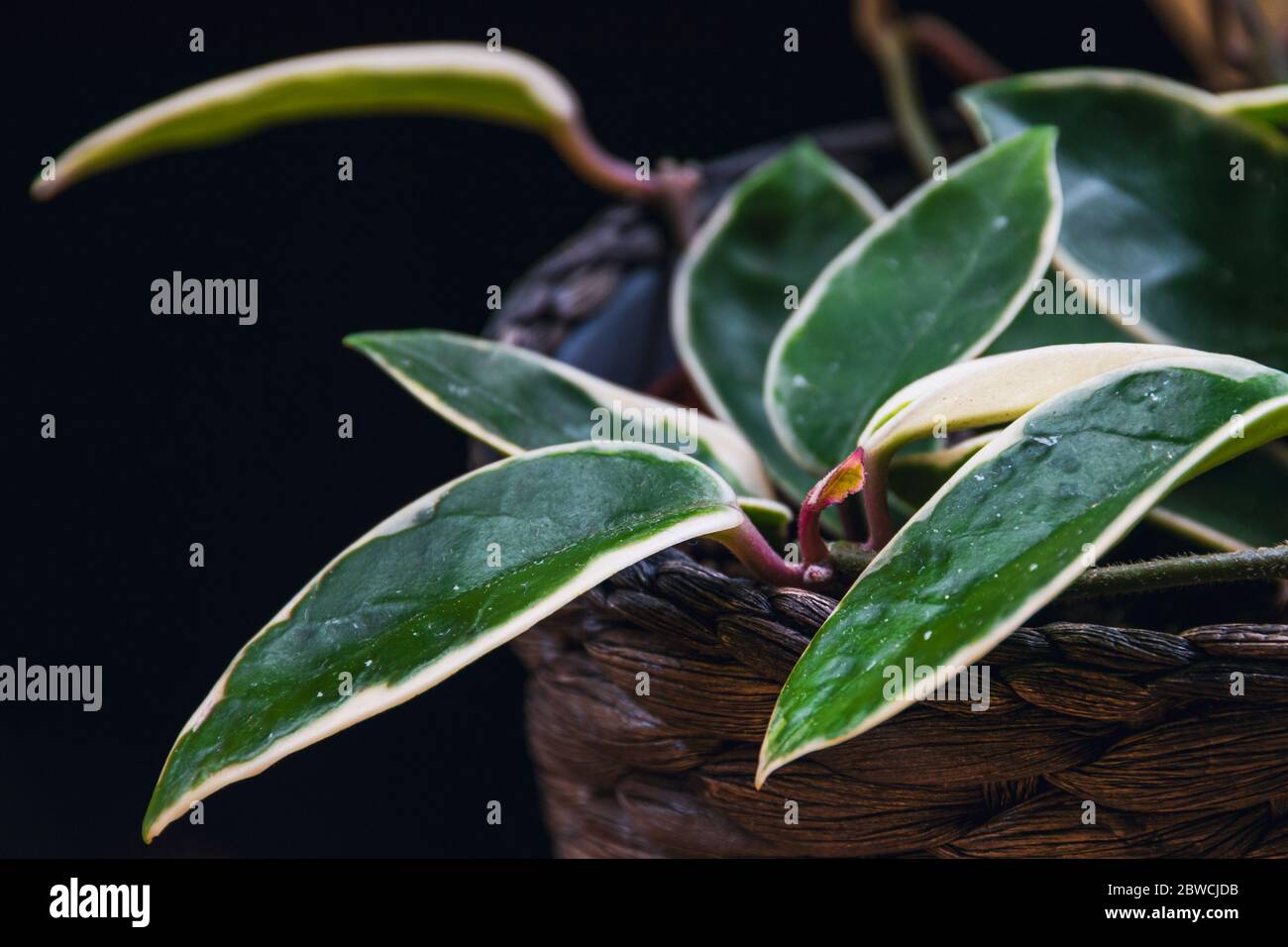 Hoya carnosa variegata "Krimson Queen" con foglie variegate su sfondo nero. Esotico dettaglio di piante casalinghe alla moda con una notevole varietà. Foto Stock