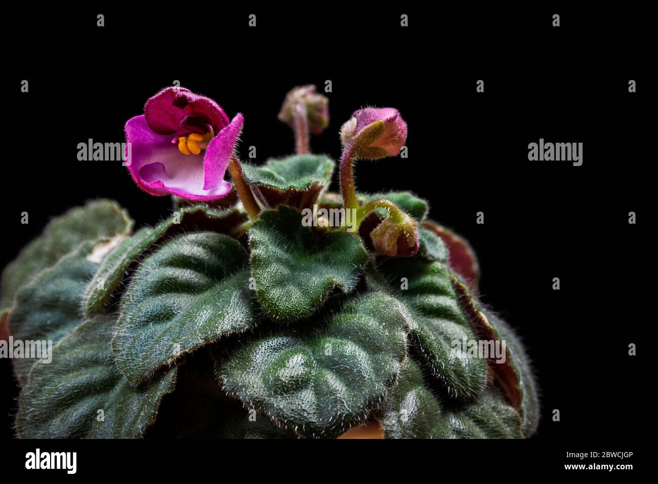 Plantlet viola africano viola (Saintpaulia) su sfondo nero. Esotico dettaglio di piante casalinghe alla moda contro sfondo nero. Foto Stock
