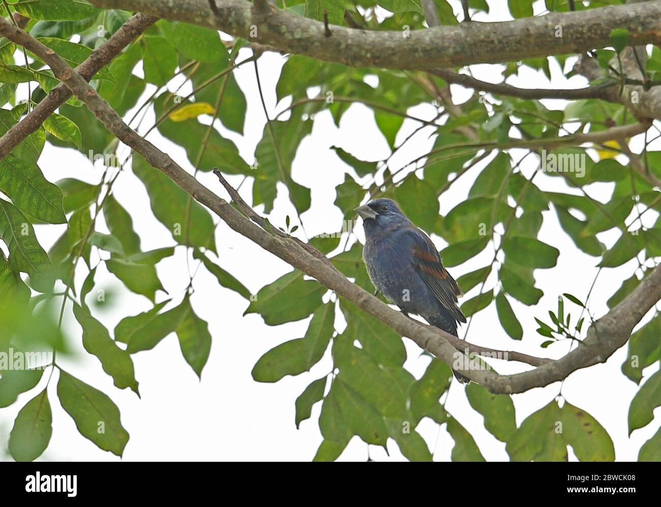 Blue Grossbeak (Passerina caerulea) maschio adulto arroccato sul ramo San Pedro Sula, Honduras febbraio 2016 Foto Stock