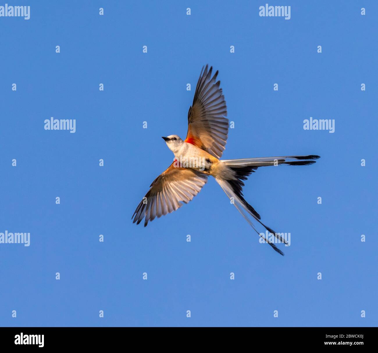 Il flycatcher con coda a forbice (Tyrannus forficatus) apre la coda facendo una svolta in aria, Galveston, Texas, USA. Foto Stock